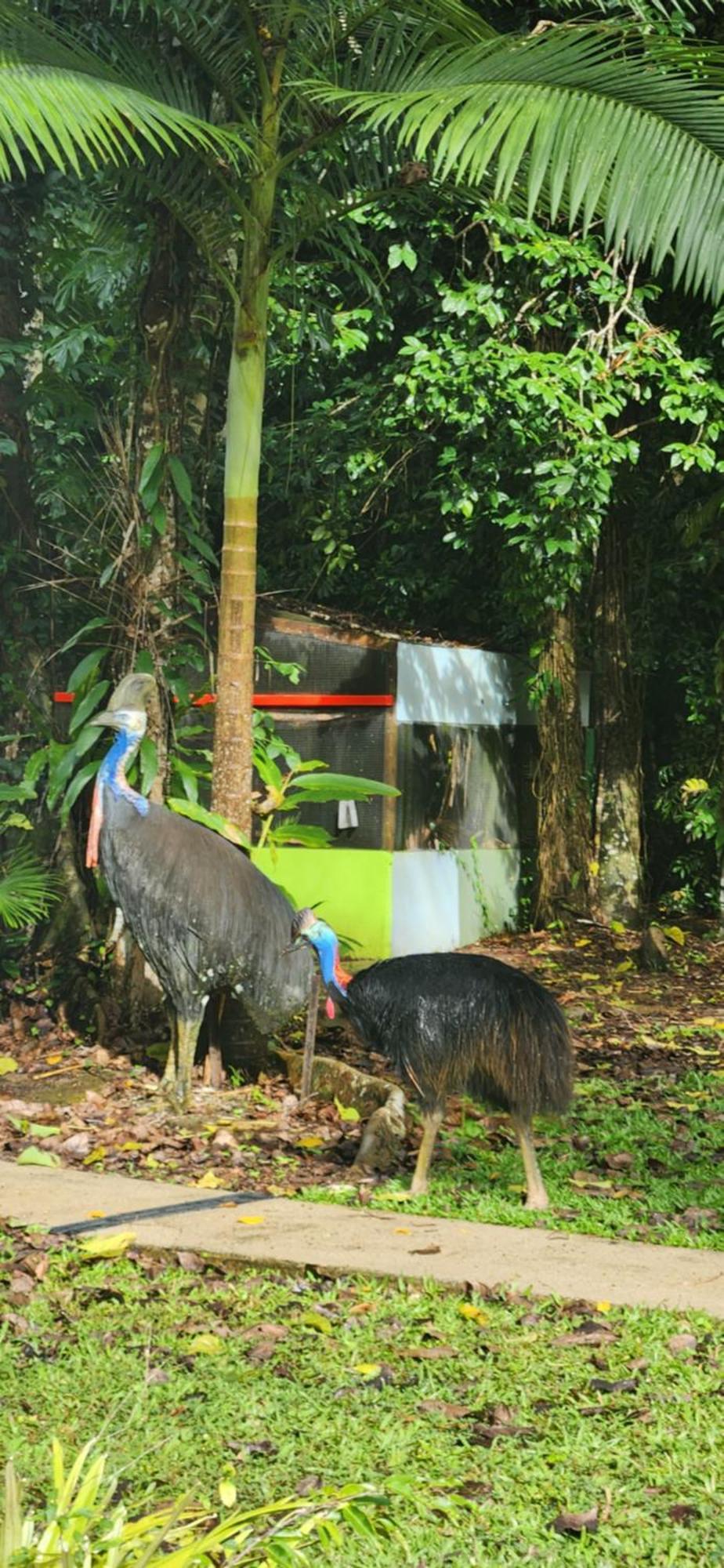 Daintree Siesta Villa Diwan Eksteriør bilde