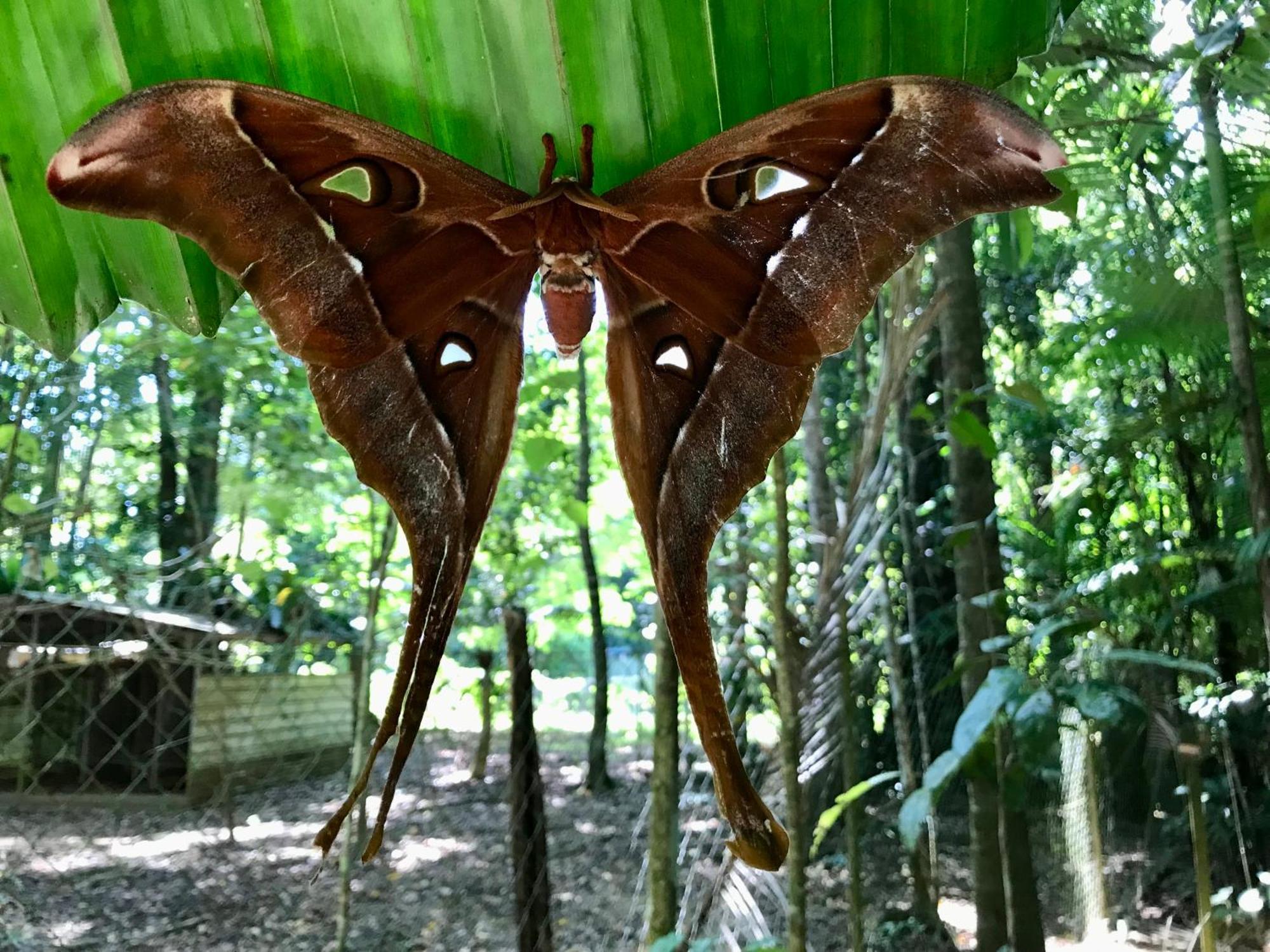 Daintree Siesta Villa Diwan Eksteriør bilde